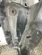 Превью Накладка замка капота  Honda Civic