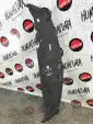Превью Накладка замка капота  Honda Civic