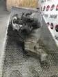 Превью КПП механическая (МКПП) 7GF0 Honda CR-V