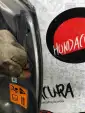 Превью Капот  Honda Civic